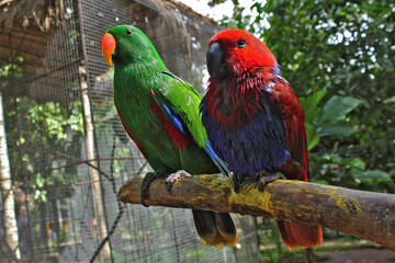 A pair of bright red and blue parrots were perched on a tree trunk