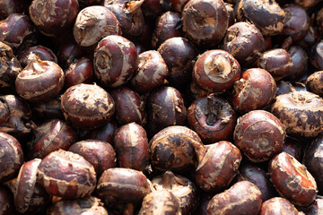 Fresh water chestnut fruit
