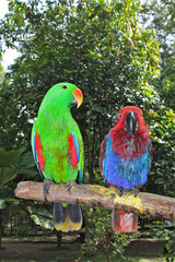 A pair of bright red and blue parrots were perched on a tree trunk