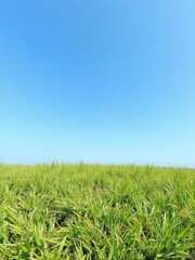 Obraz premium Vibrant and lush green grass field with a clear blue sky above, outdoors, blue sky