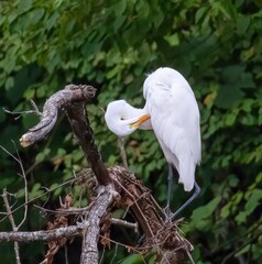 Egret