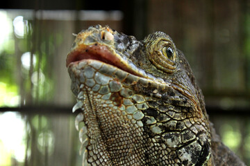 an iguana with exotic skin, detailed with natural ornaments