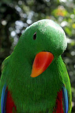 red parot with a hooked beak
