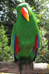 red parot with a hooked beak
