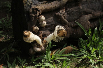 pohon jamur disela batang pohon yang tumbang