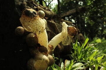 mushroom trees interspersed with fallen tree trunks
