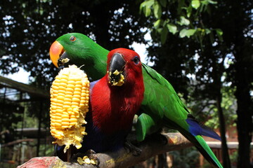 Obraz premium a pair of macaws are eating corn