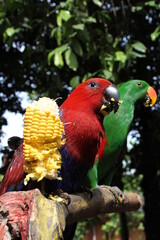 a pair of macaws are eating corn
