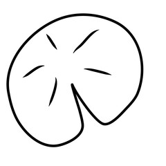 water lily leaf
