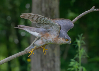 Sparviere (Accipiter nisus)