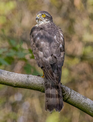 Sparviere (Accipiter nisus)