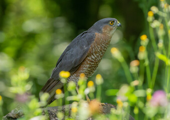 Sparviere (Accipiter nisus)