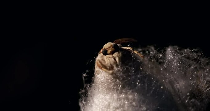 Mulberry silk moth - Bombyx emerging from its cocoon, close-up, detail