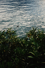 Duckling silhouette, lake Como, Italy