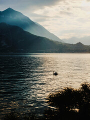 Swan silhouette, lake Como, Italy