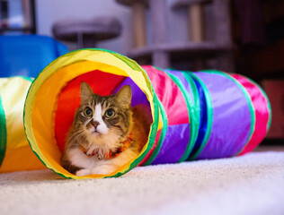 Cat in a Colorful Tunnel