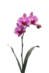 Obraz premium Beautiful pink orchid flower isolated on white background
