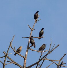 Starlings