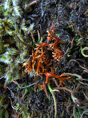 orange lichen on a tree