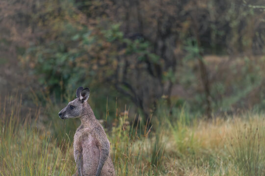 Wild kangaroo in the historic gold mining town of Hill End