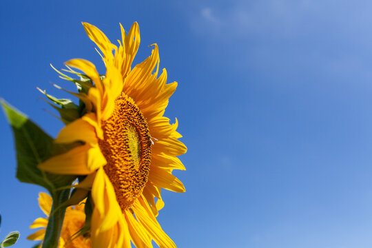 Honey bee on bright yellow sunflower against blue sky in midday light - Powered by Adobe