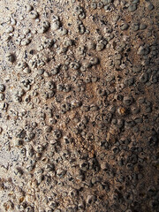 texture background