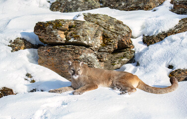 Cougar or Mountain lion (Puma concolor) lying in the winter snow.