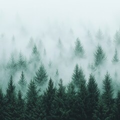 Fototapeta premium Enchanting Foggy Evergreen Forest Landscape in Misty Mountains