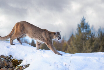 Cougar or Mountain lion (Puma concolor) walking on top of rocky mountain in the winter snow 