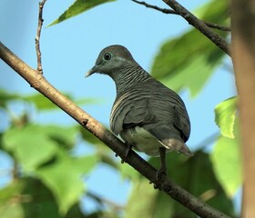 Zebra dove on a tree branch with green leaves.