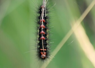 Close-up of a caterpillar on a plant stem.