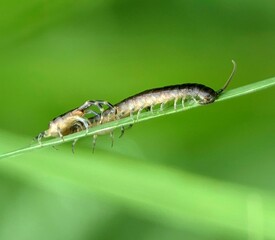 Centipede on a green leaf