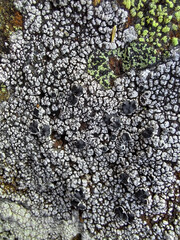 lichen on tree bark