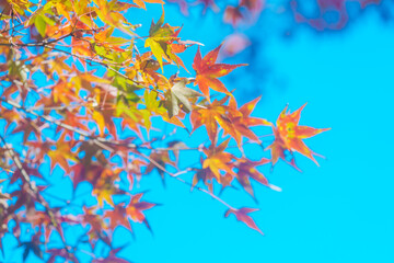 石山寺の紅葉