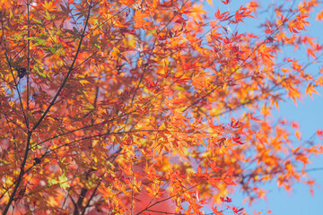 石山寺の紅葉