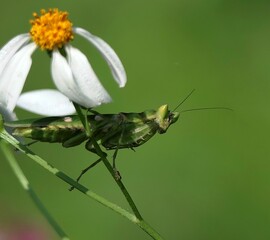Praying mantis on flower stem