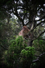Monkey in Merapi mountain forest, Indonesia
