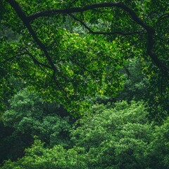 Obraz premium Lush Green Canopy Overlooking Dense Forest Undergrowth