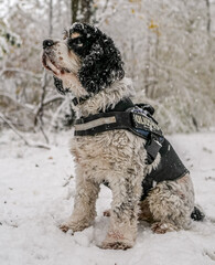 Chien couvert de neige dans la for&ecirc;t qui regarde en l'air 
