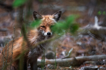 Red fox in woods looking through bushes