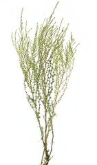 Wild Artemisia campestris Stems on White Background