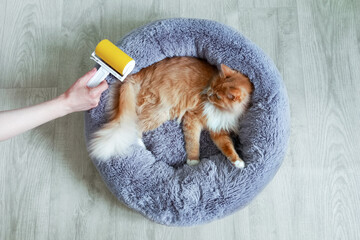 Sticky roller in hand for removing animal hair. Removing hair from the bed of a ginger cat. View...