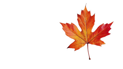 Maple leaf transparent background