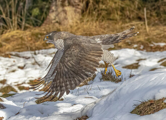 Astore (Accipiter gentilis)
