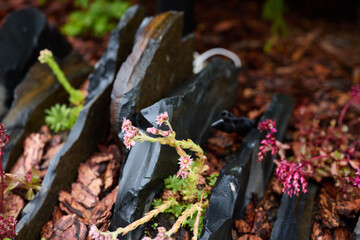 An Artistic Decorative Stone Arrangement Among a Vibrant Collection of Succulents