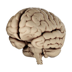 3d render of human brain isolated on transparent background