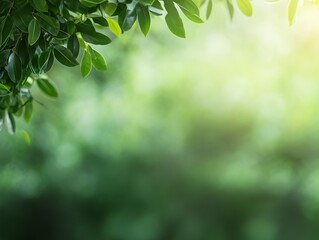 Obraz premium Green leaves sway gently in the breeze as sunlight filters through, creating a tranquil and soft background ideal for showcasing messages or designs