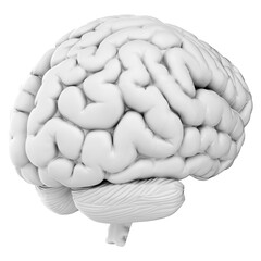 3d render of human brain isolated on transparent background