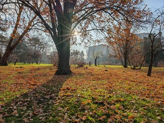 A sunlit park in autumn with a large tree casting a long shadow. The ground is covered with fallen leaves, and buildings can be seen in the background.