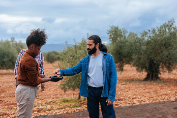 Farmers checking quality of harvested olives in olive grove